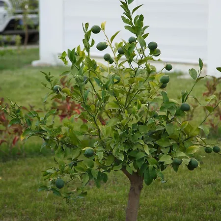 Art Life Boho Apartment Alanya