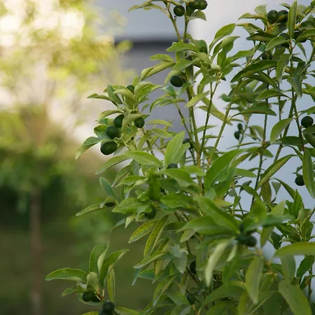 Art Life Boho 公寓 阿拉尼亚