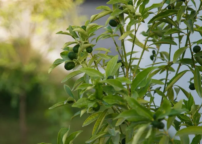 Art Life Boho Appartamento Alanya